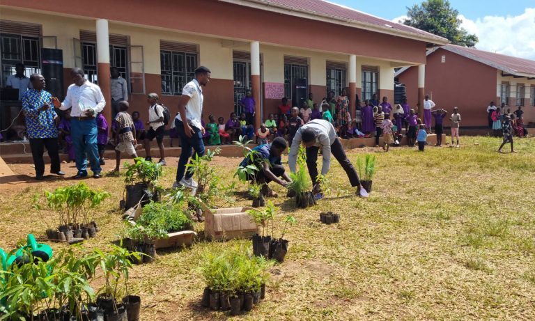Tom-Rodgers-sorting-the-trees