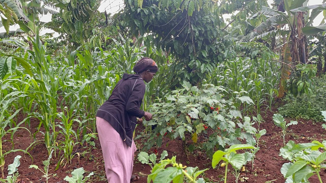 Food Security and Nutrition