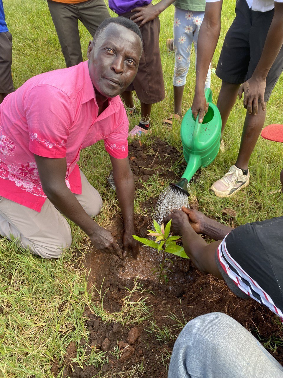 tree plant