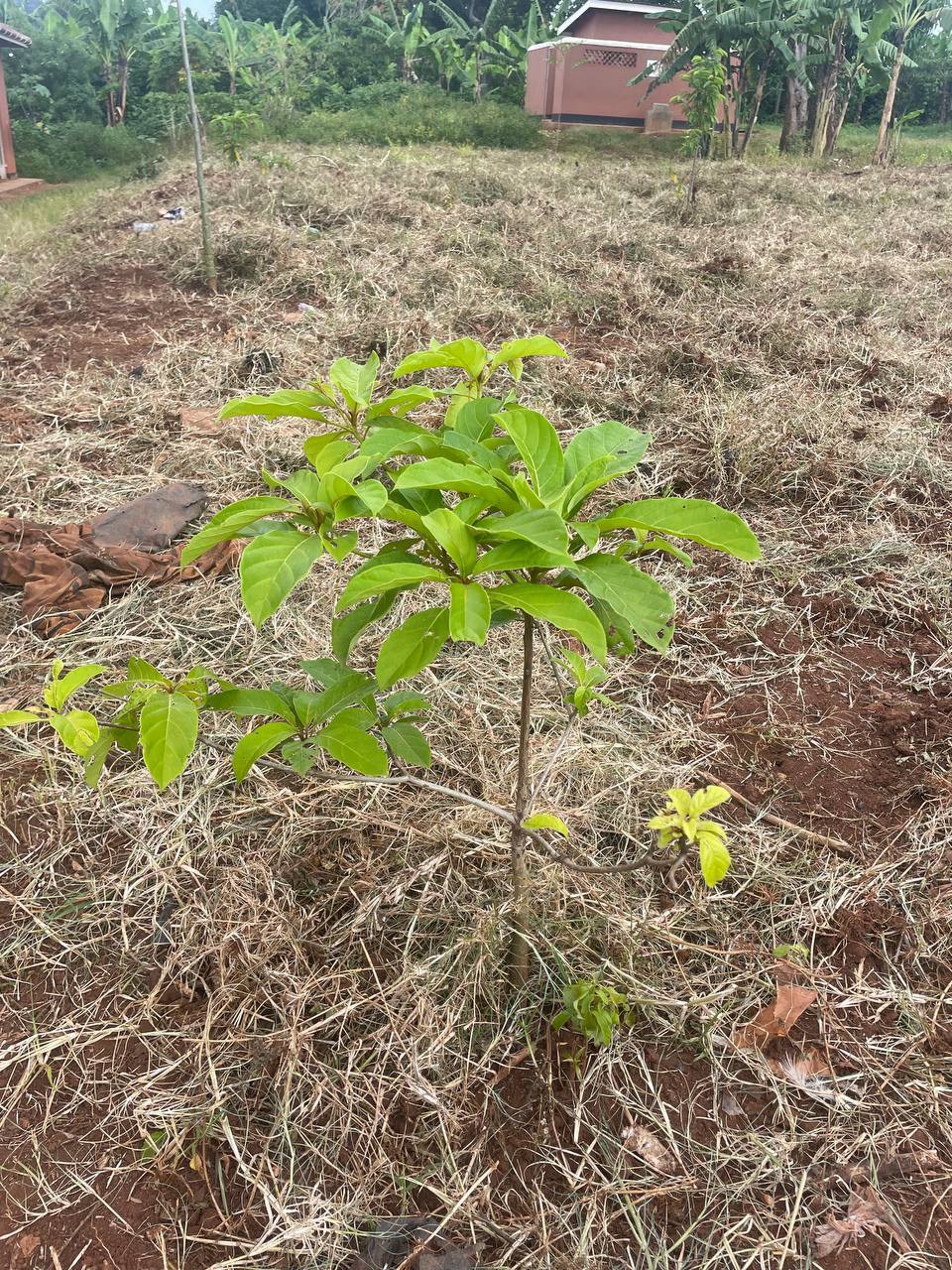 tree