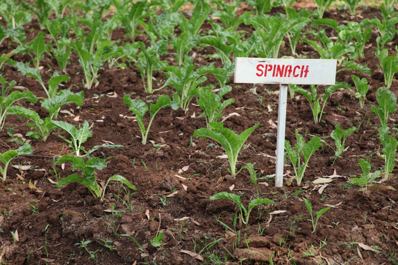 Sustainable Nutrition for Vulnerable Families